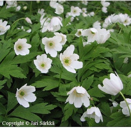  Anemone nemorosa 